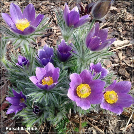 Pulsatilla Blue