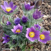 Pulsatilla Blue