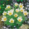 Pulsatilla White