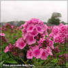 Phlox paniculata Baby Face