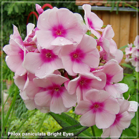 Phlox paniculata Bright Eyes