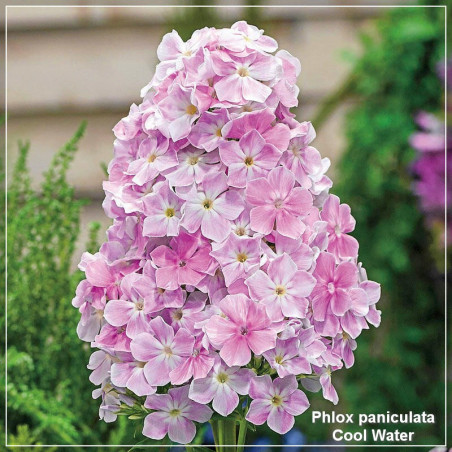 Phlox paniculata Cool Water