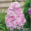 Phlox paniculata Cool Water