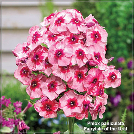 Phlox paniculata Fairytale of the Ural