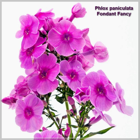 Phlox paniculata Fondant Fancy