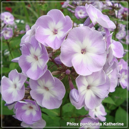 Phlox paniculata Katherine