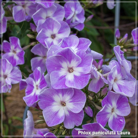 Phlox paniculata Laura