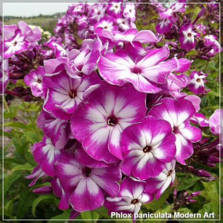 Phlox paniculata Modern Art