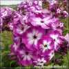 Phlox paniculata Modern Art