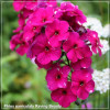 Phlox paniculata Raving Beauty