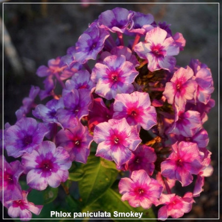 Phlox paniculata Smokey