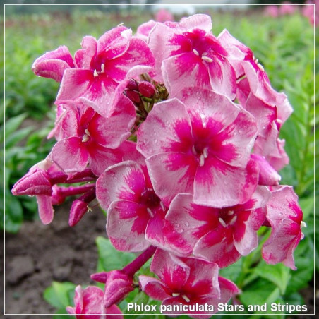Phlox paniculata Stars and Stripes