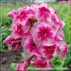 Phlox paniculata Stars and Stripes