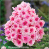 Phlox paniculata Zenobia