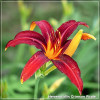 Crin de zi - Hemerocallis Crimson Pirate