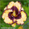 Crin de zi - Hemerocallis Open My Eyes