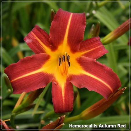 Hemerocallis Autumn Red