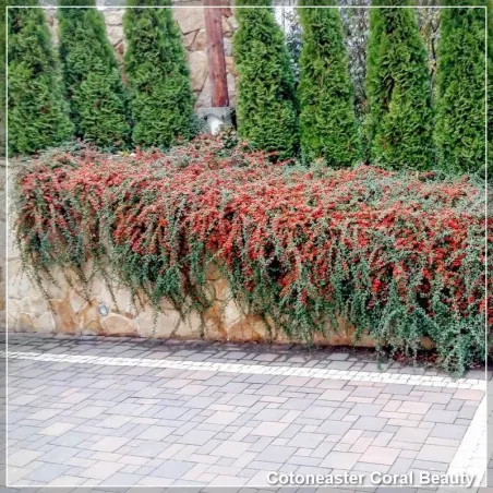 Cotoneaster Coral Beauty