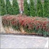 Cotoneaster Coral Beauty