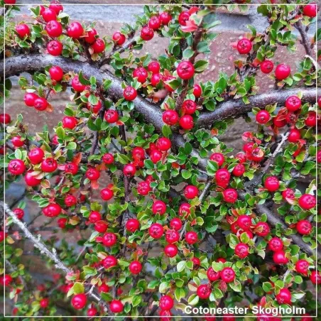 Cotoneaster Skogholm