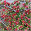 Cotoneaster Skogholm