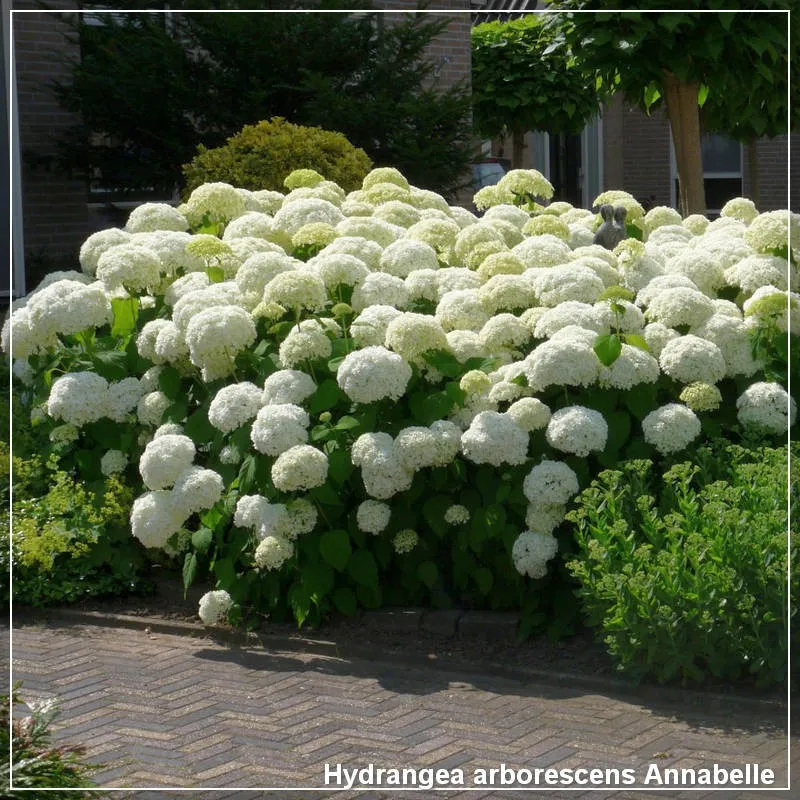 Hydrangea arborescens Annabelle