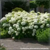 Hydrangea arborescens Annabelle