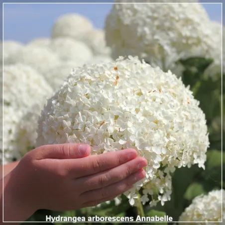Hortenzia Annabelle