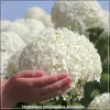 Hortenzia Annabelle