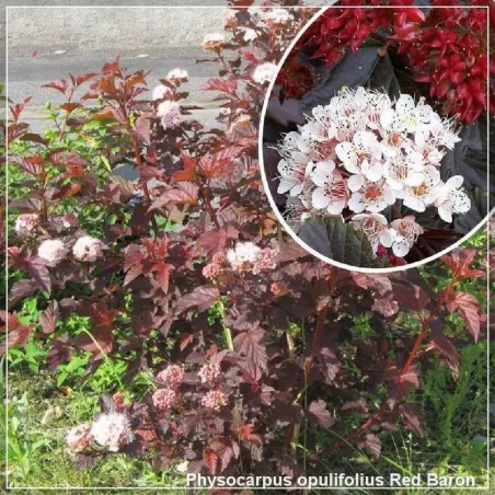 Physocarpus opulifolius Red Baron