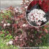 Physocarpus opulifolius Red Baron
