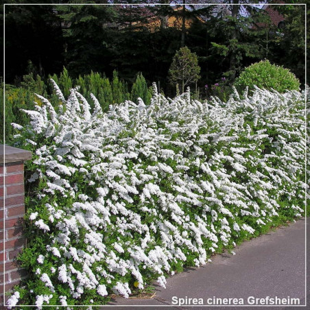 Spirea cinerea Grefsheim