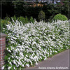 Spirea cinerea Grefsheim