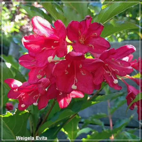 Weigela Evita