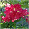 Weigela Evita