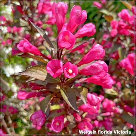 Weigela Victoria