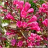 Weigela Victoria