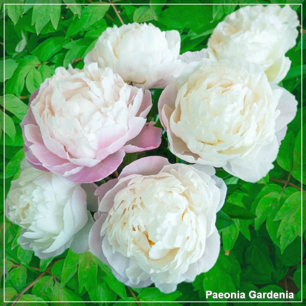 Bujor Gardenia