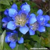 Gentiana septemfida Lagodechiana
