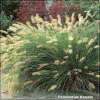 Pennisetum Hameln