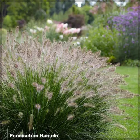Pennisetum Hameln
