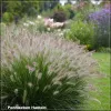 Pennisetum Hameln