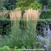 Calamagrostis Overdam