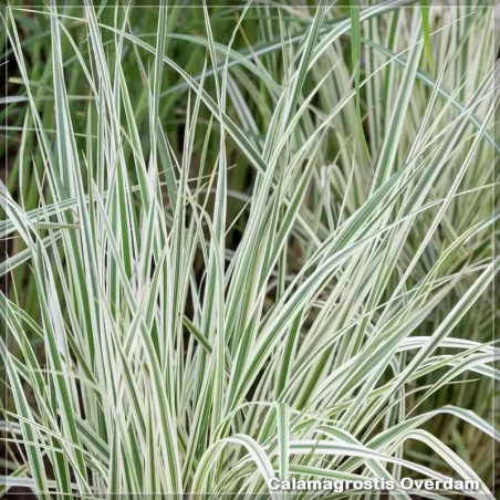 Calamagrostis Overdam