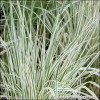 Calamagrostis Overdam