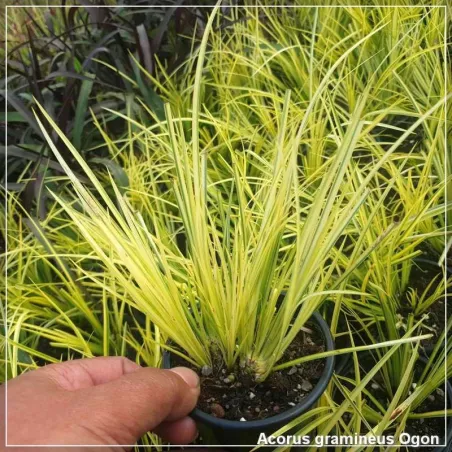 Acorus gramineus Ogon