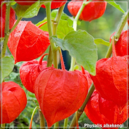 Physalis alkekengi