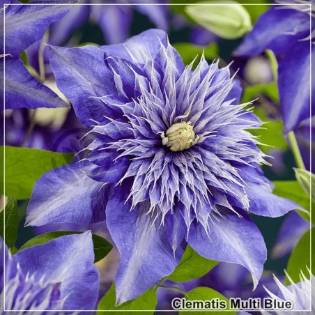 Clematis Multi Blue