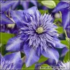 Clematis Multi Blue