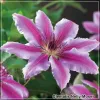 Clematis Nelly Moser